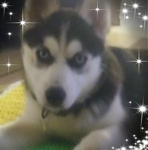 Meet your Posher, Desiree